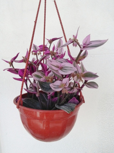 Planta Colgante De Interior Tradescantia Rosada Bols N18