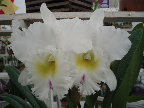 Orquídea Blc. Pastoral Innocence ( Adulta ) | MercadoLivre