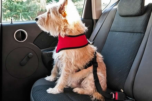 Cinturón De Seguridad Para Perro/gato Transporte En Auto