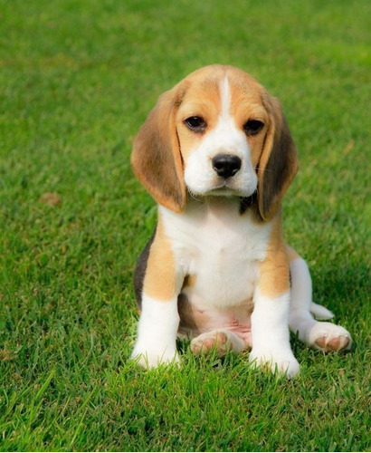 Cachorro Beagle Perrito Bigols Puppy Cachorrito