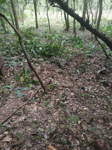 Vendo 4 Terrenos En Yaguaron