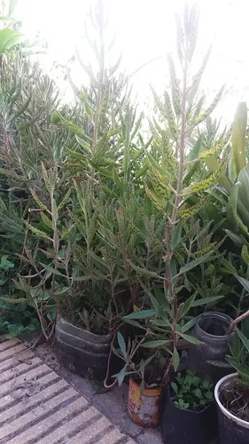 comprar Plantas Grandes De Kalanchoe Daigremontiana 