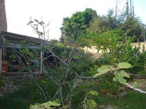 Imagen 9 de 10 de Re/max 2mil Vende Excelente Terreno En Porlamar A Una Cuadra De La Av. 4 De Mayo - Isla De Margarita
