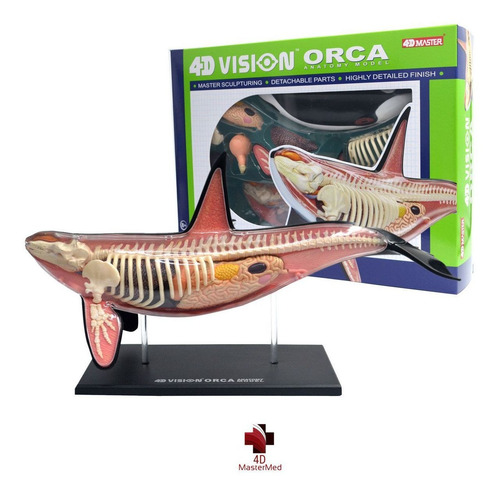 Orca Anatomia Animal Modelo Anatômico Marinho Baleia