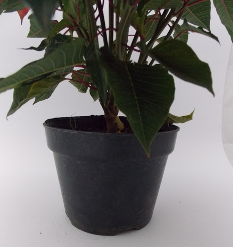 Imagen 4 de 10 de Planta Nochebuena 7 Pulgadas (premium)