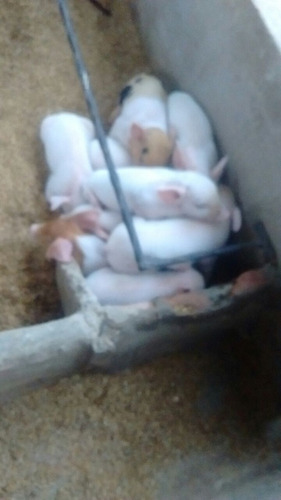 Cochinillos De Campo