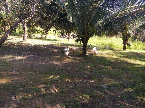 Imagem 13 de 27 de Chácara Em Centro, Cabo De Santo Agostinho/pe De 25073m² 3 Quartos À Venda Por R$ 750.000,00 - Ch149398-s