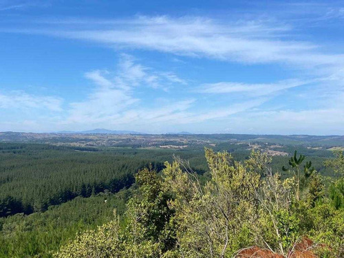 Bosque Con Manejo Cauquenes Inversión (63196)