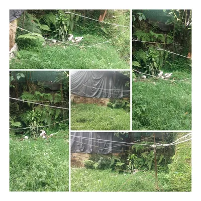 Lote y casalote en venta