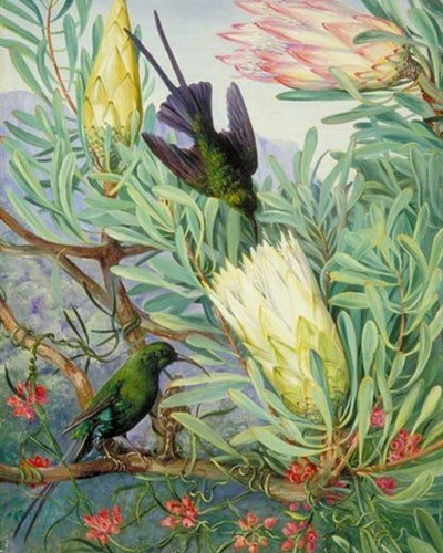 Imagem 1 de 6 de Pintura Numerada Beija-flor Vintage_p2