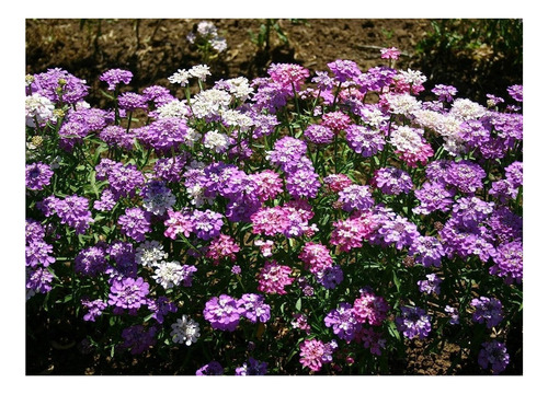 Iberis Umbrellata Mix De Colores Semillas (80)