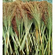Comprar 100 Sementes De Capim Vassoura - Sorgo Vassoura - Caipira