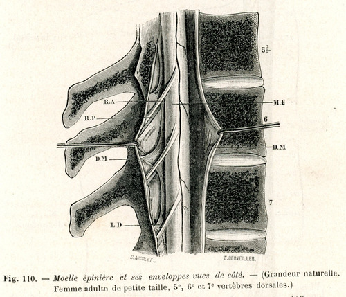 Grabado Antiguo Medicina De La Médula Espinal 