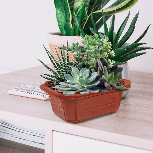 Maceta Rectangular Para Bonsáis, 10 Unidades