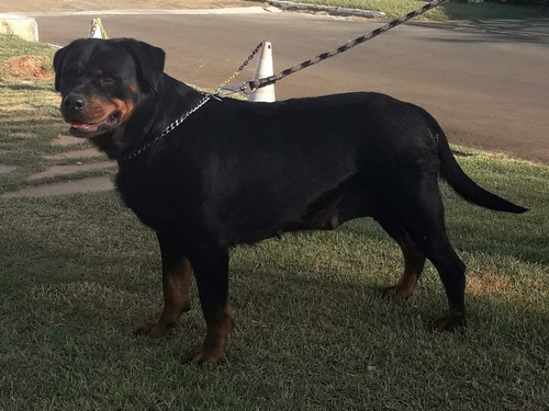 Rottweiler Filhote
