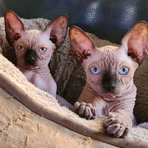 Gatos Sphynx Esfinge Pelados. Reproductores. Divinos!!