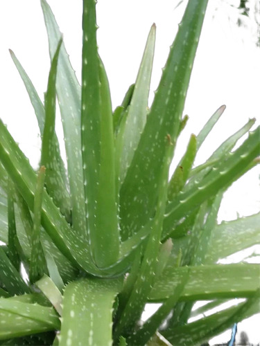 1 Muda De Babosa (aloe Vera/ Barbadensis Miller) 10cm