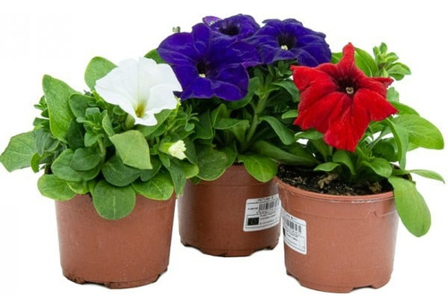 Planta Las Petunias Son Perennes