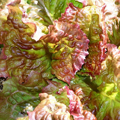 100 Sementes De Alface Prizehead - Deliciosa Crioula De Usa