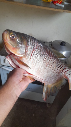 Peixe Fresquinho 