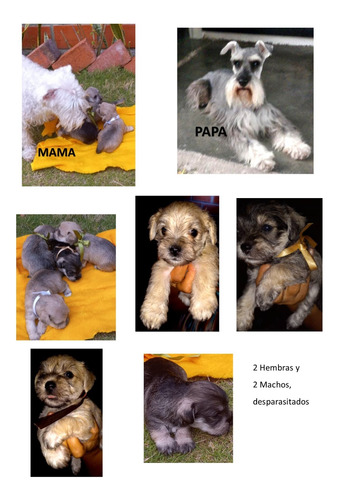 Cachorros Schnauzer Miniatura