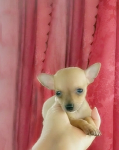 Imagen 4 de 9 de Chihuahua Divinos Cachorros Miniatura Puros