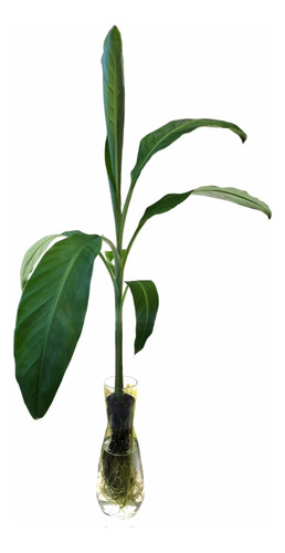 Planta Para Interior De Plátano Hidropónico