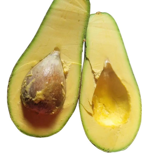 Palta Torres Injertada Grande Y Cremosa Senasa Envios