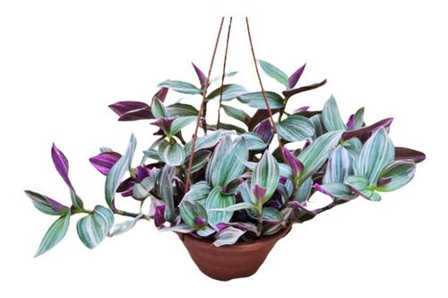 Planta De Interior Y Exterior Tradescantia Zebrina Colgante