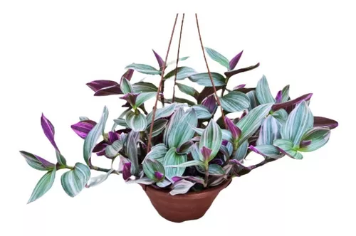 Tradescantia | MercadoLibre 📦