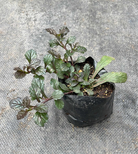 Pack 15 Plantas Cubresuelo Ajuga Morada