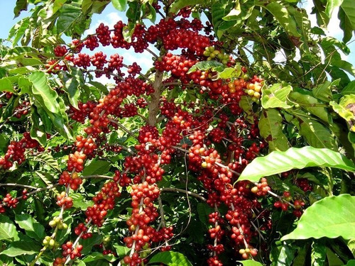 Cafe Organico De Chiapas