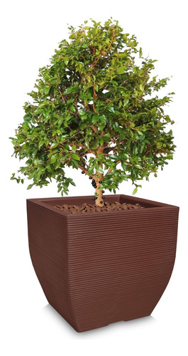 1 Vaso De Jabuticabeira Hibrida Pata Elefante Bonsai 60x56