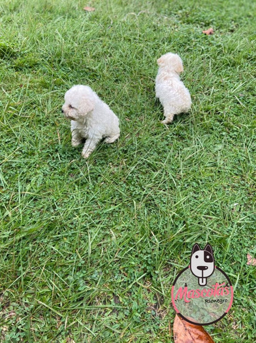 Imagen 2 de 2 de Perros Tacita De Te En Venta