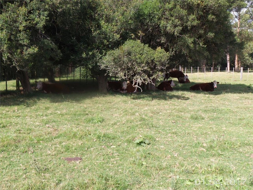 Campo - Otras