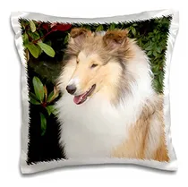 Comprar Danita Delimont  Perros  Purebred Rough Collie Perro  Na02 P
