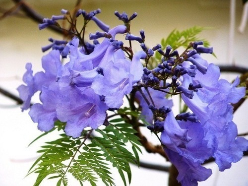 Kit 5 Mudas De Jacarandá Mimoso