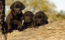Comprar Labrador Genetica, Pureza, Robustez, Hijos De Campeones.