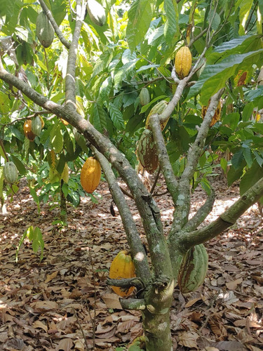 Venta De Finca De Cacao Con 807 Tareas República Dominicana