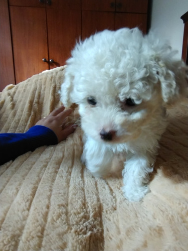 Cachorro Caniche Toy Macho Blanco De 60 Días, Pelaje Largo