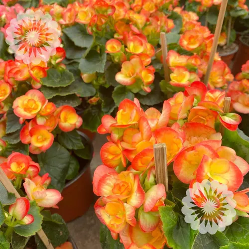 Begonia Elatior en venta en Tlalpan Distrito Federal por sólo $  -   Mexico