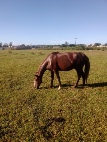 Cavalo