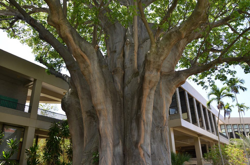 Baoba Adansonia Digitata Sementes Frescas Colhidas No Brasil