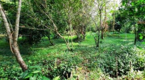 Imagem 15 de 15 de Chácara Em Condomínio No Bairro Parque Serra Mar, Em Peruíbe, Localizada No Lado Serra. Possui Piscina, Churrasqueira, Cozinha Caipira, Forno À Lenha, Campo De Futebol, Playground