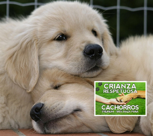 Cachorros Golden Retriever 100% Puros Con Libreta