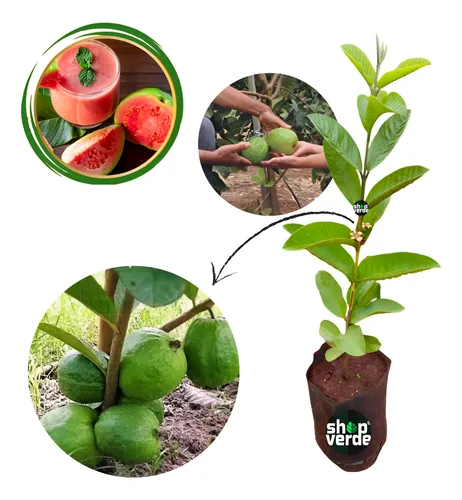 comprar Goiaba Tailandesa Gigante - Já Produz - 70 Cm - 1 Unidade comprar Goiaba Tailandesa Gigante - Já Produz - 70 Cm - 1 Unidade