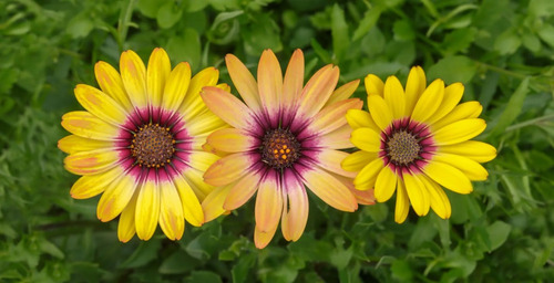 Semillas De Margaritas Gigantes Africanas Colores Variados