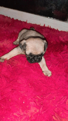Imagem 4 de 5 de Pug
