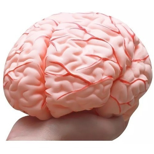 Modelo Anatômico 4d-anatomy Cérebro Desmontável