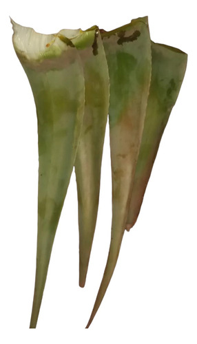 3 Pencas Aloe Vera (+ 5 Años)  Variedad Barbadensis Miller
